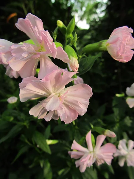 Ipomoea Mavisi Telefon Tablet Için Yaz Çiçekleri — Stok fotoğraf