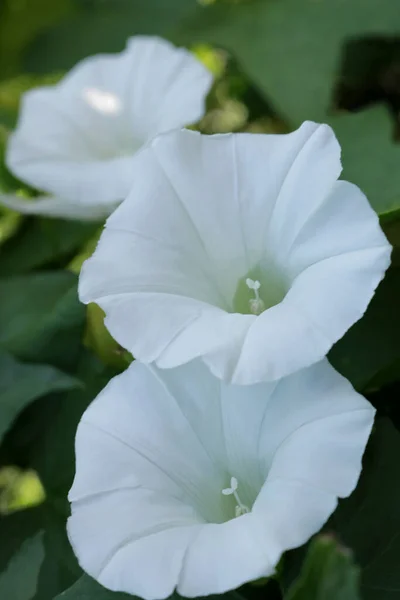 Plaj ayçiçeği - Wikipedia Ipomoea mavisi. Ipomoea mavisi. Telefon ve tablet için yaz çiçekleri. 