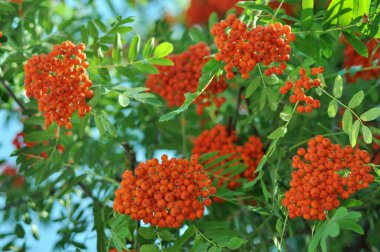  Parlak turuncu böğürtlen. Telefon ve tablet için meyve arkaplanı. Mavi gökyüzünün arka planında meyveli dallar. 