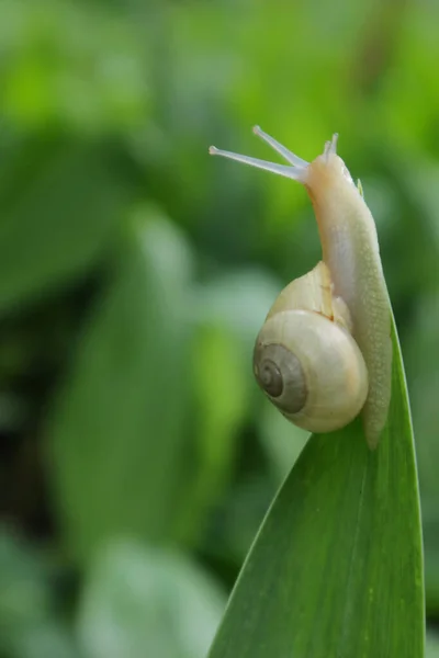 Família Caracóis Mundo Animal Ucrânia Natureza Ucrânia Uma Palavra Incrível — Fotografia de Stock