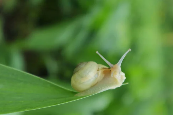 Invertébrés Escargots Avec Protection Osseuse Contre Les Prédateurs Faune Ukraine — Photo