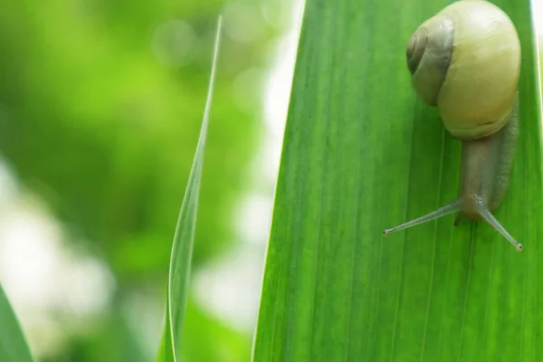 Família Caracóis Mundo Animal Ucrânia Natureza Ucrânia Uma Palavra Incrível — Fotografia de Stock