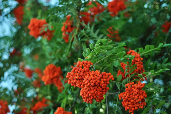 Bright Orange Rowan Berries Background Fruits Phone Tablet Branches Fruits — Stock Photo, Image