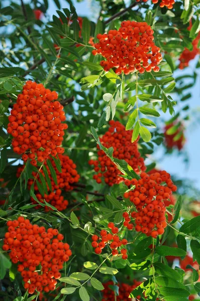 Bagas Rowan Laranja Brilhante Fundo Com Frutas Para Telefone Tablet — Fotografia de Stock