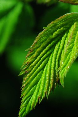  Yeşil yapraklı güneş ışınları. Telefon ve tablet için yaprakları olan bir arka plan. Harflerin şekli ve dokusu. 