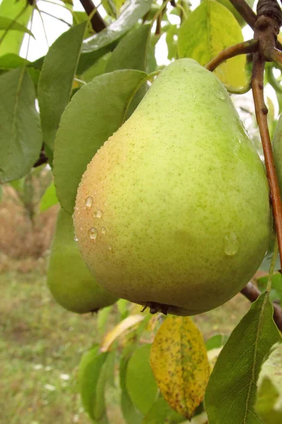 Pera Madura Una Rama Jardines Frutales Ucrania Planeta Frutal Manzanas — Foto de Stock