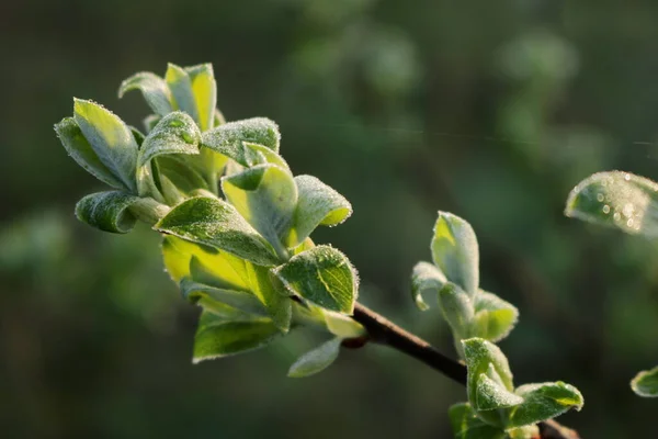 Raios Sol Folhas Verdes Fundo Com Folhas Para Telefone Tablet — Fotografia de Stock