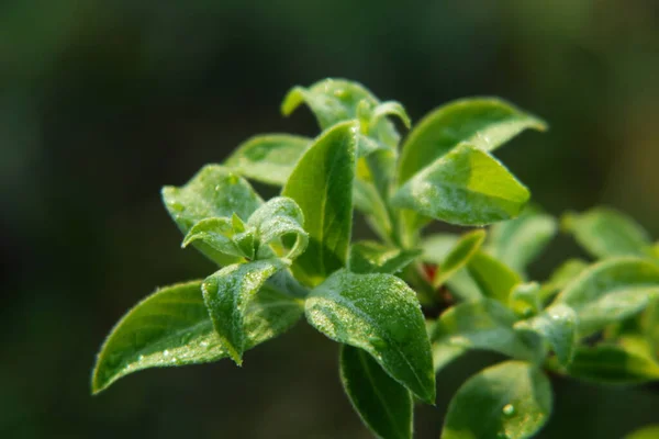Yeşil Yapraklı Güneş Işınları Telefon Tablet Için Yaprakları Olan Bir — Stok fotoğraf