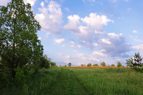 Campo Trigo Sarraceno Flor Céu Nas Nuvens Sobre Campo Trigo — Fotografia de Stock