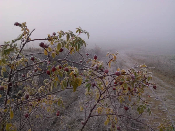 Mély Ősz Brzezany Erdeiben Reggeli Erdő Köd Erdei Ködben Élénk — Stock Fotó