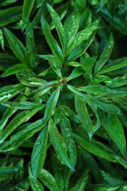 Telefon ve tabletler için şakayık çalılar olan bir arka plan. İlkbaharın başlarında çiçek açan şakayıklar. Ukrayna 'da çiçek krallığı. Bitkilerin yapraklarındaki çiy damlaları. Bitki yapraklarının dokusu ve şekli. Çiçeklerle yazın rengi.