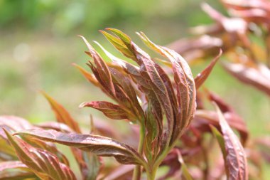 Telefon ve tabletler için şakayık çalılar olan bir arka plan. İlkbaharın başlarında çiçek açan şakayıklar. Ukrayna 'da çiçek krallığı. Bitkilerin yapraklarındaki çiy damlaları. Bitki yapraklarının dokusu ve şekli. Çiçeklerle yazın rengi.