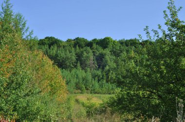 Çam çalılığı. Brzezany bölgesindeki Verbiv volkanına yakın çam ormanı. 