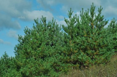 Çam çalılığı. Brzezany bölgesindeki Verbiv volkanına yakın çam ormanı. 