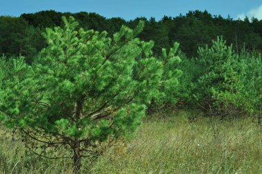 Çam çalılığı. Brzezany bölgesindeki Verbiv volkanına yakın çam ormanı. 
