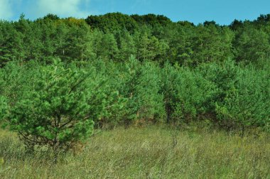 Çam çalılığı. Brzezany bölgesindeki Verbiv volkanına yakın çam ormanı. 