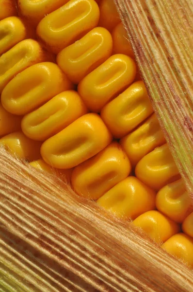 Grãos Milho Maduros Frutos Outono Agroindustrialistas Ucranianos Fundo Com Grão — Fotografia de Stock