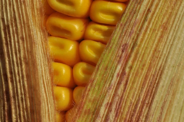 Ripe Corn Grains Autumn Fruits Ukrainian Agroindustrialists Background Corn Grain — Stock Photo, Image