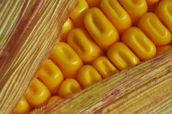 成熟的玉米粒 乌克兰农业工业家的秋季成果 电话和平板电脑用玉米粒的背景 — 图库照片
