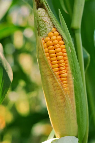 Mogna Majskorn Höstfrukter Ukrainska Agroindustrialister Bakgrund Med Majs Korn För — Stockfoto