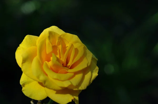 Rosen Auf Dem Foto Hintergrund Sind Rosen Für Handys Und — Stockfoto