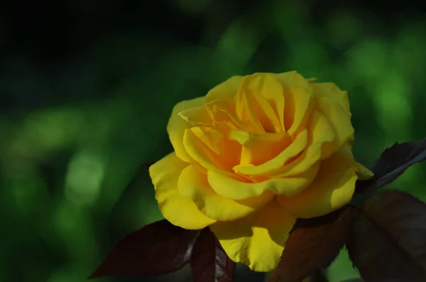 Des Roses Sur Photo Arrière Plan Avec Des Roses Pour — Photo