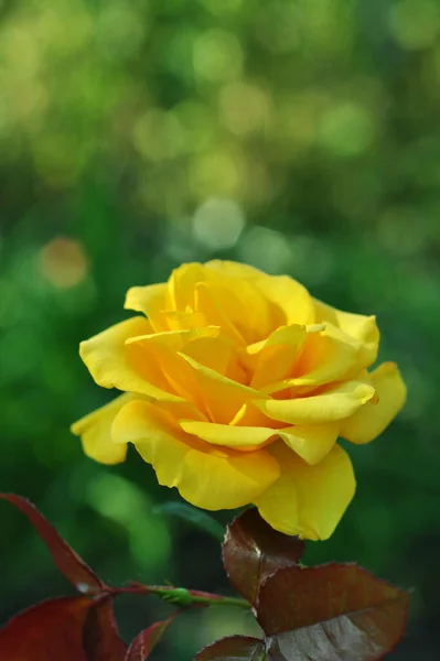 Rosen Auf Dem Foto Hintergrund Sind Rosen Für Handys Und — Stockfoto