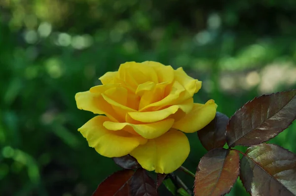 照片上的玫瑰手机和平板电脑用玫瑰的背景 在乌克兰的花朵世界里 — 图库照片