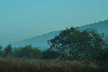 Sisli bir sabahta gün doğumu. Telefon ve tabletler için doğal bir geçmiş. Sabah sisli bir orman. Ternopil 'in manzaraları. Sisin içindeki sabah tarlaları. 
