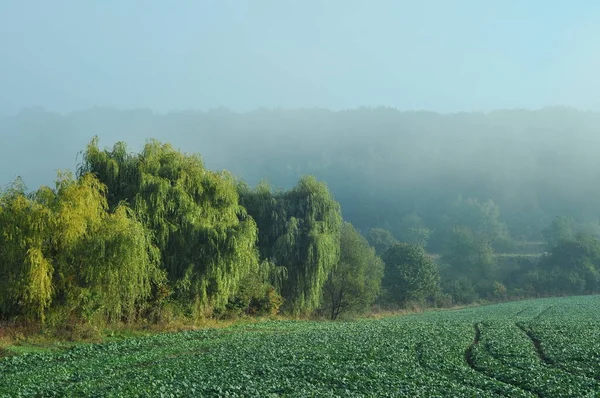 霧の朝の日の出 携帯電話やタブレットのための自然な背景 森の朝の霧の中 テルノピルの風景 霧の中の朝のフィールド — ストック写真