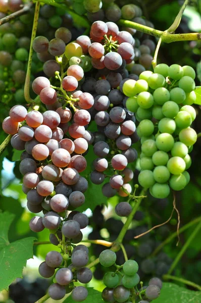 Bunches Com Uvas Maturação Outono Uva Ucrânia Bagas Ucranianas Fundo — Fotografia de Stock