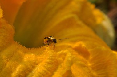 Vahşi yaşamın dünyasına mı? Vahşi doğada örümcekler ve böcekler. Telefon ve tabletler için böceklerle dolu bir arkaplan. 