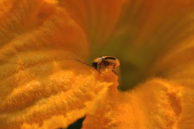 Vahşi yaşamın dünyasına mı? Vahşi doğada örümcekler ve böcekler. Telefon ve tabletler için böceklerle dolu bir arkaplan. 