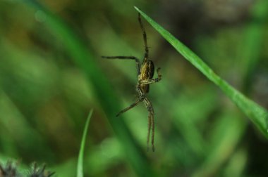 Vahşi yaşamın dünyasına mı? Vahşi doğada örümcekler ve böcekler. Telefon ve tabletler için böceklerle dolu bir arkaplan. 