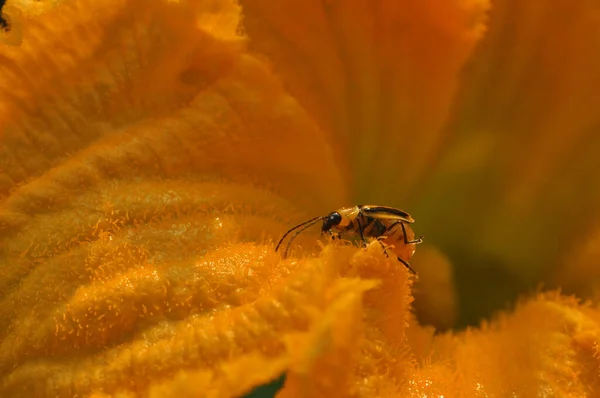 Mundo Vida Selvagem Aranhas Insectos Natureza Fundo Com Insetos Para — Fotografia de Stock