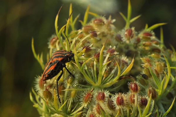 Dans Monde Faune Araignées Insectes État Sauvage Contexte Avec Des — Photo