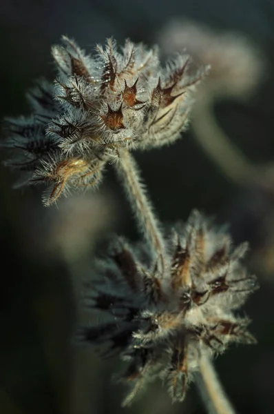 När Dagg Kronbladen Blommor Bakgrund Med Växtbaserade Växter Växternas Värld — Stockfoto