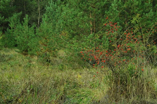 Złota Ukraińska Jesień Natura Brzezany Lasy Iglaste Tarnopolu Naturalne Tło — Zdjęcie stockowe