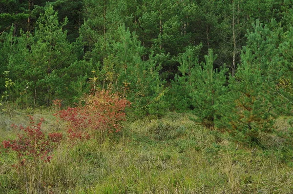 Outono Ucraniano Dourado Natureza Brzezany Florestas Coíricas Ternopil Fundo Natural — Fotografia de Stock