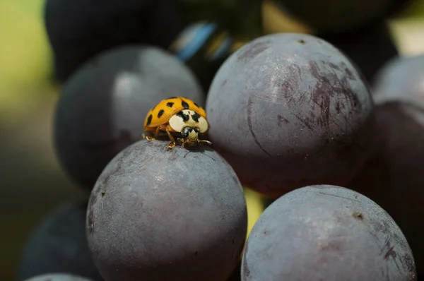 Bacche Autunno Giardini Ucraini Bacche Ucraine Vendemmia 2020 Nei Giardini — Foto Stock