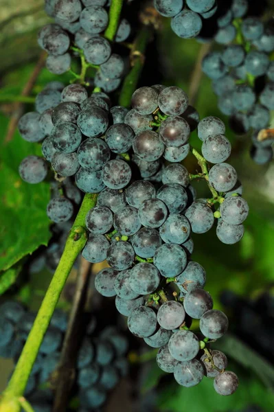 Viñedos Ucranianos Viña Con Uvas Maduras Ramos Uvas Otoño Regalo —  Fotos de Stock