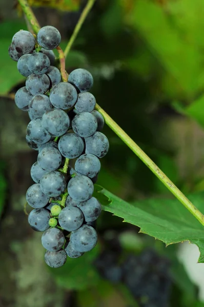 Vinhas Ucranianas Videira Com Uvas Maduras Camarões Uvas Outono Presente — Fotografia de Stock