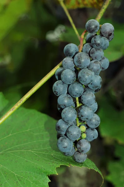 Vinhas Ucranianas Videira Com Uvas Maduras Camarões Uvas Outono Presente — Fotografia de Stock