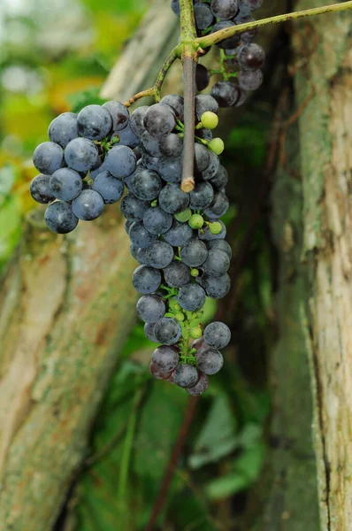 Vigneti Ucraini Vitigno Con Uve Mature Grappoli Uva Autunno Dono — Foto Stock