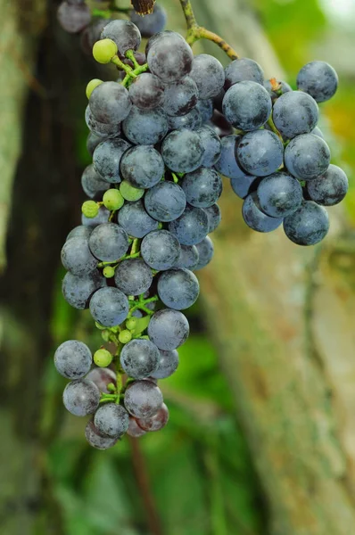 Vigneti Ucraini Vitigno Con Uve Mature Grappoli Uva Autunno Dono — Foto Stock