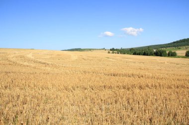 Telefonlar ve tabletler için doğal bir geçmiş. Berezhany bölgesinin doğası. Verbiv köyünün yakınlarında..
