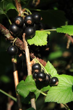 Frenk üzümü. Telefon ve tabletler için böğürtlenli arka plan. Ukrayna çileği.