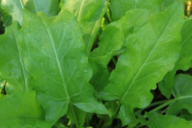 Bitki bazlı gıda. Ukrayna yemeği. Yaratılış. Yeşil gezegen.