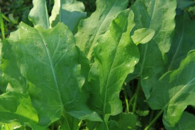 Bitki bazlı gıda. Ukrayna yemeği. Yaratılış. Yeşil gezegen.