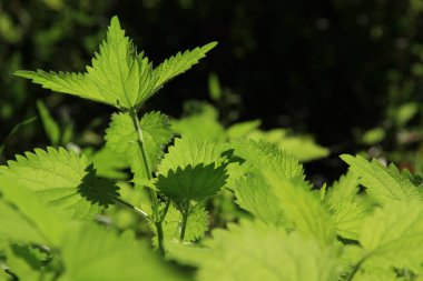 Telefonlar ve tabletler için doğal bir geçmiş. Çiy damlalarında güneş ışığı.
